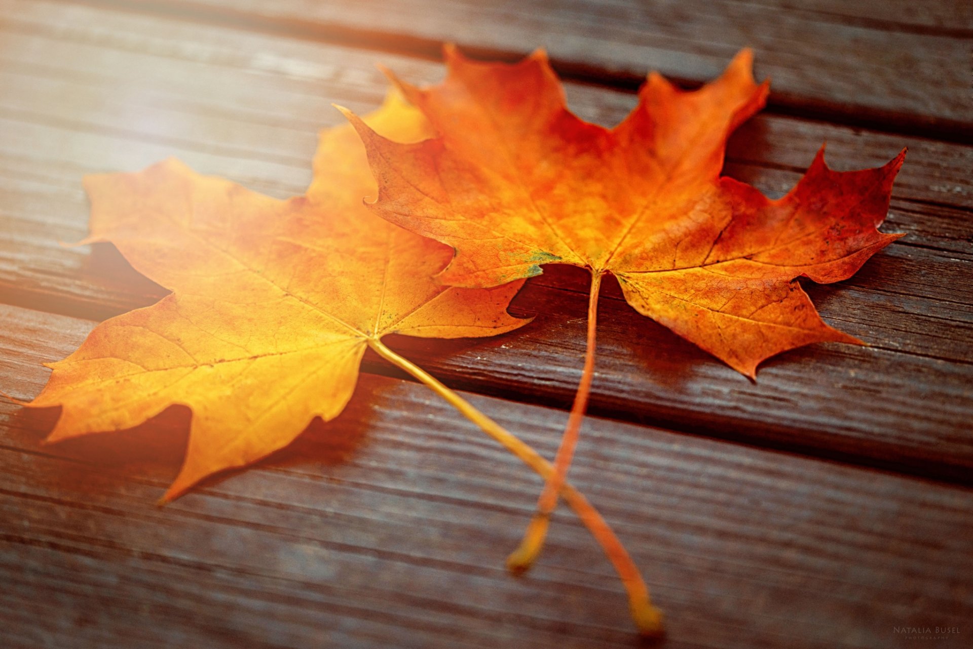 makro herbst blätter ahorn zwei bretter licht