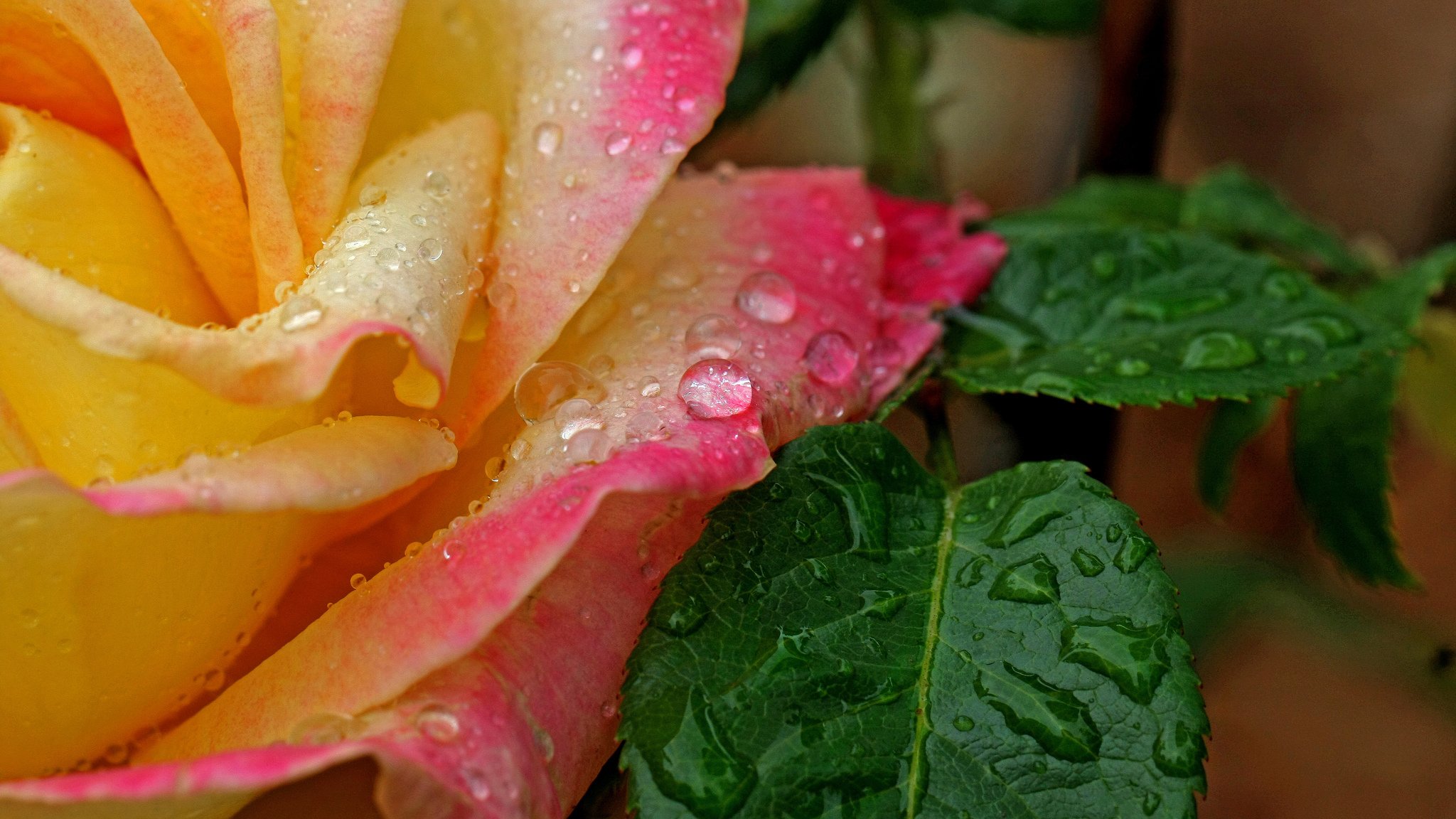 rosa fiore petali foglie gocce acqua