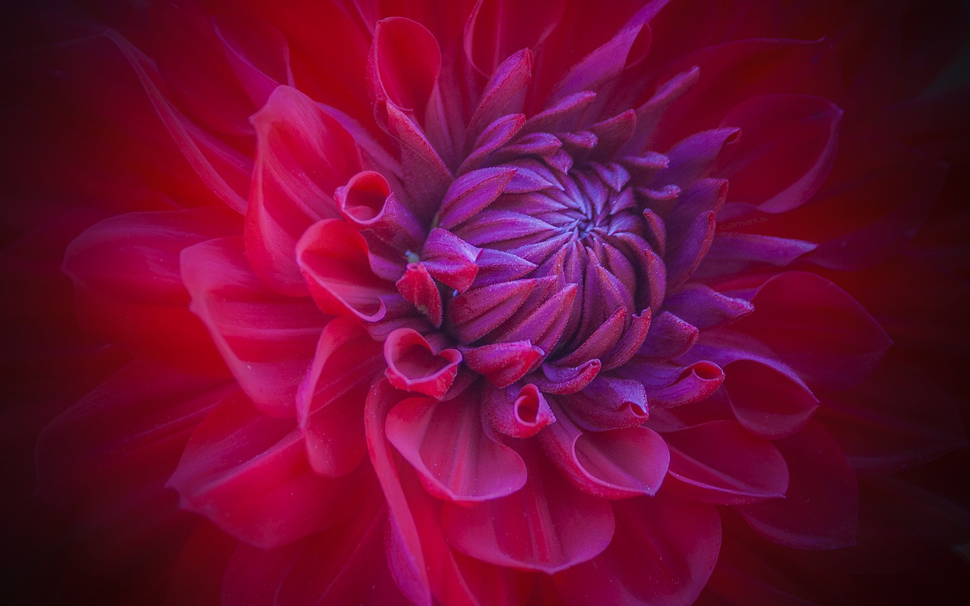 flower bud petals red close up