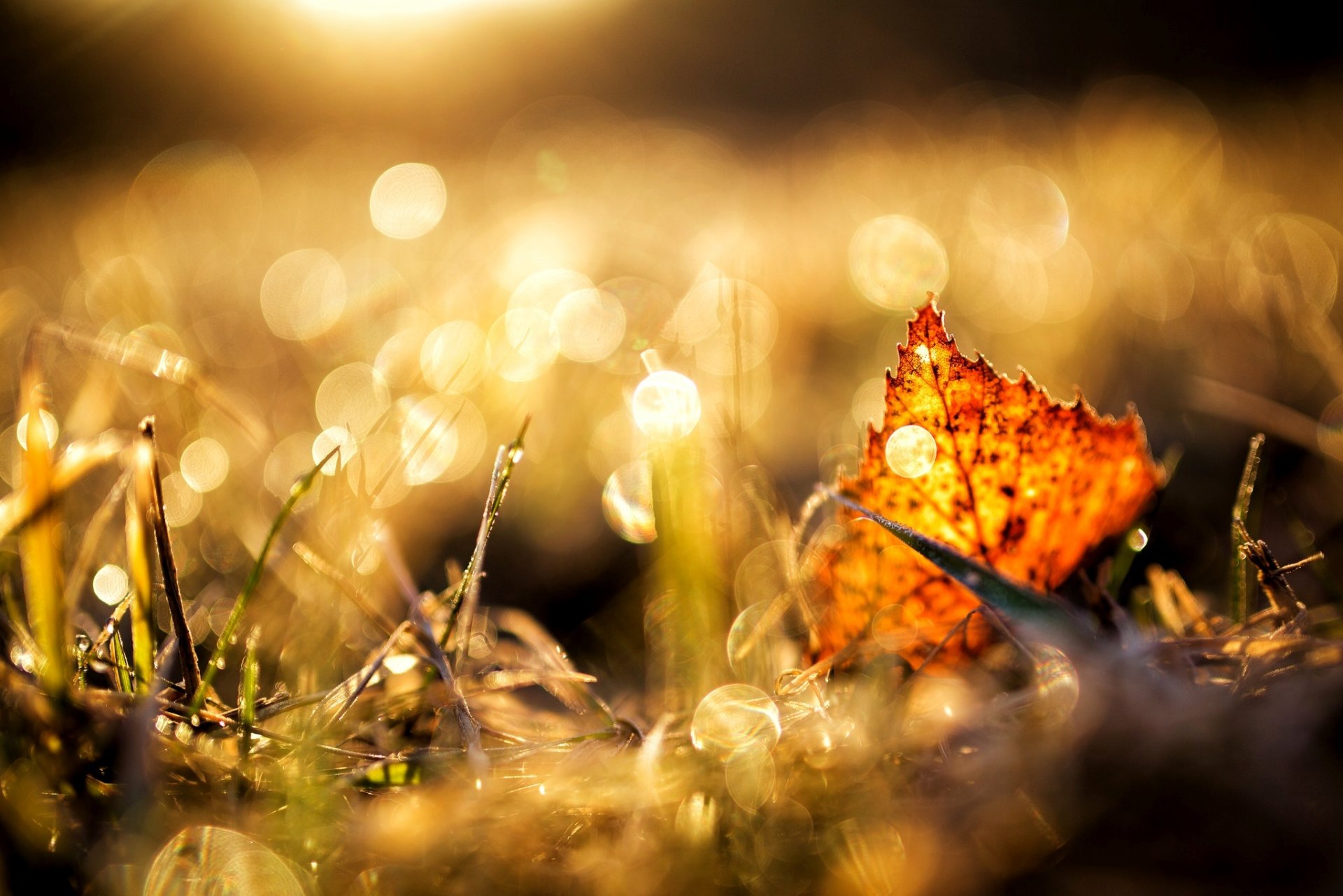 blatt gelb braun gras herbst makro natur