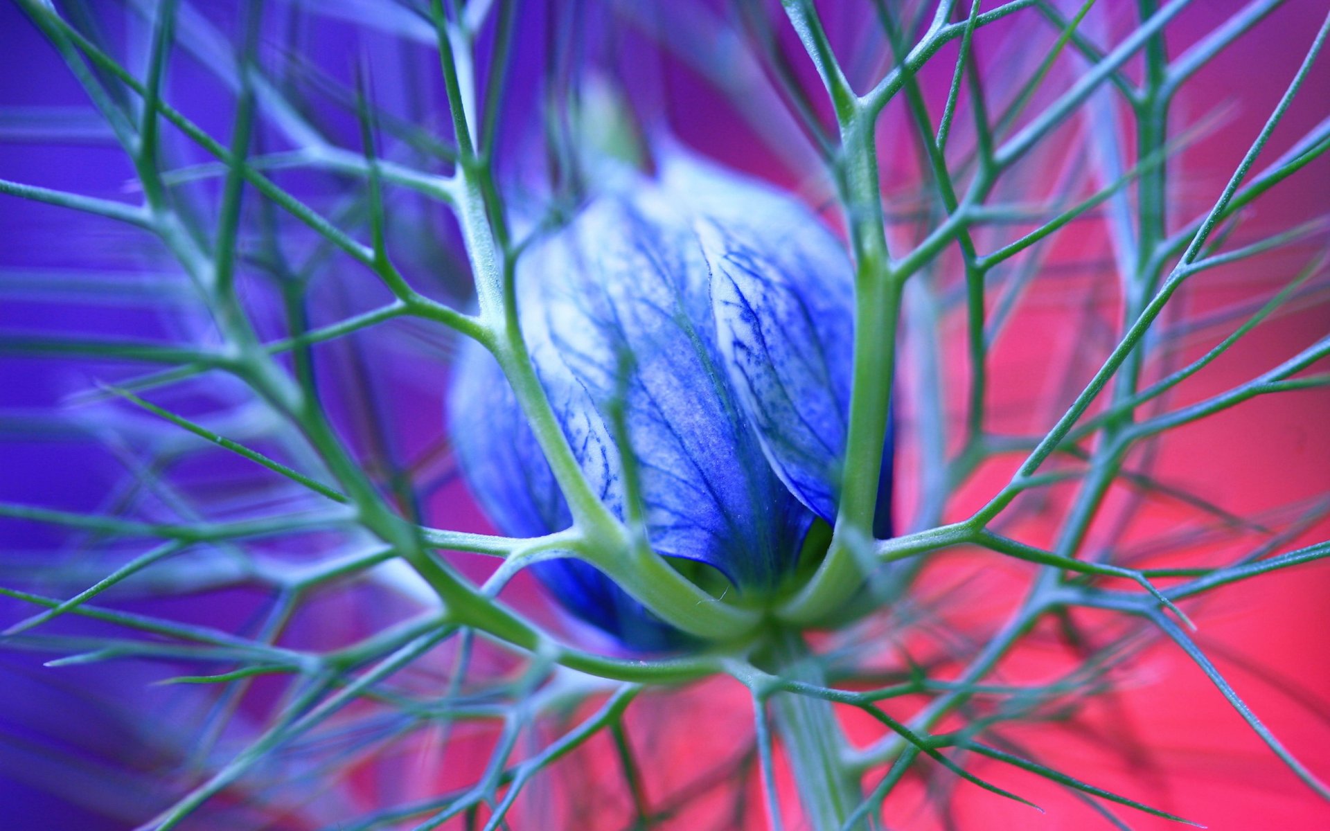 fleur épines bleu