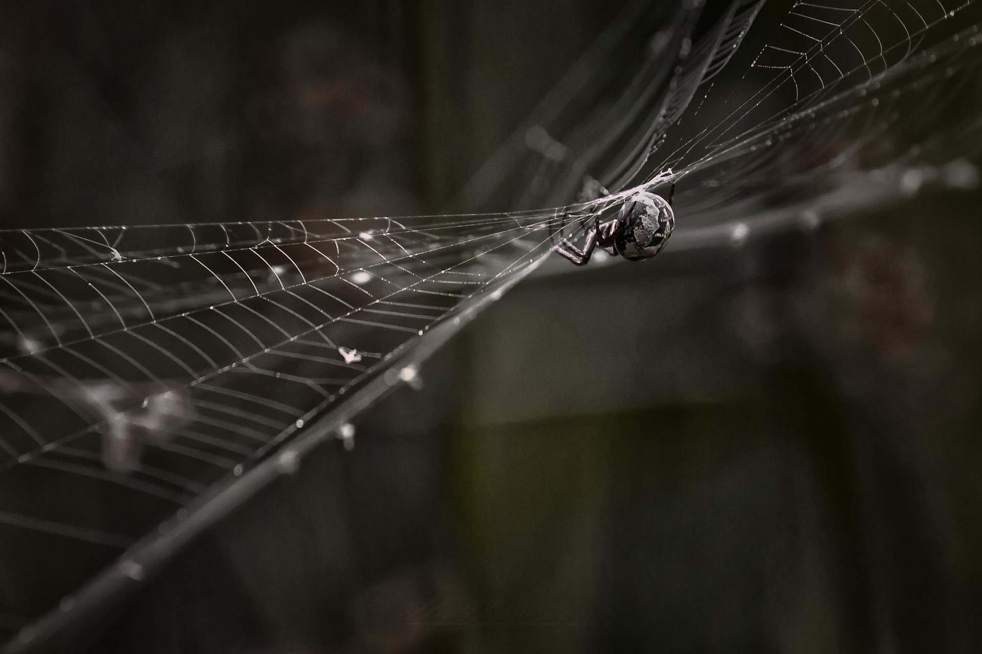 araña telaraña bokeh