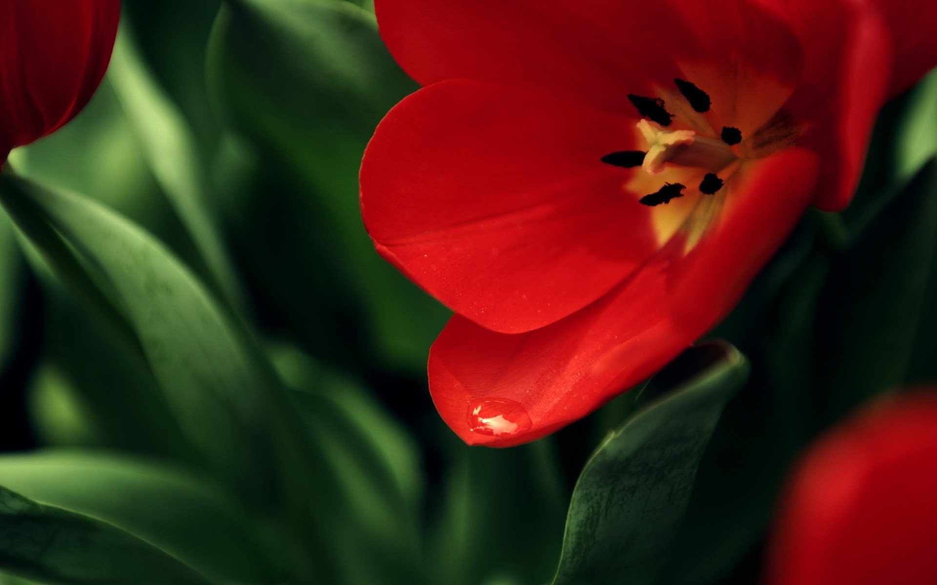 blume mohn rot hintergrund