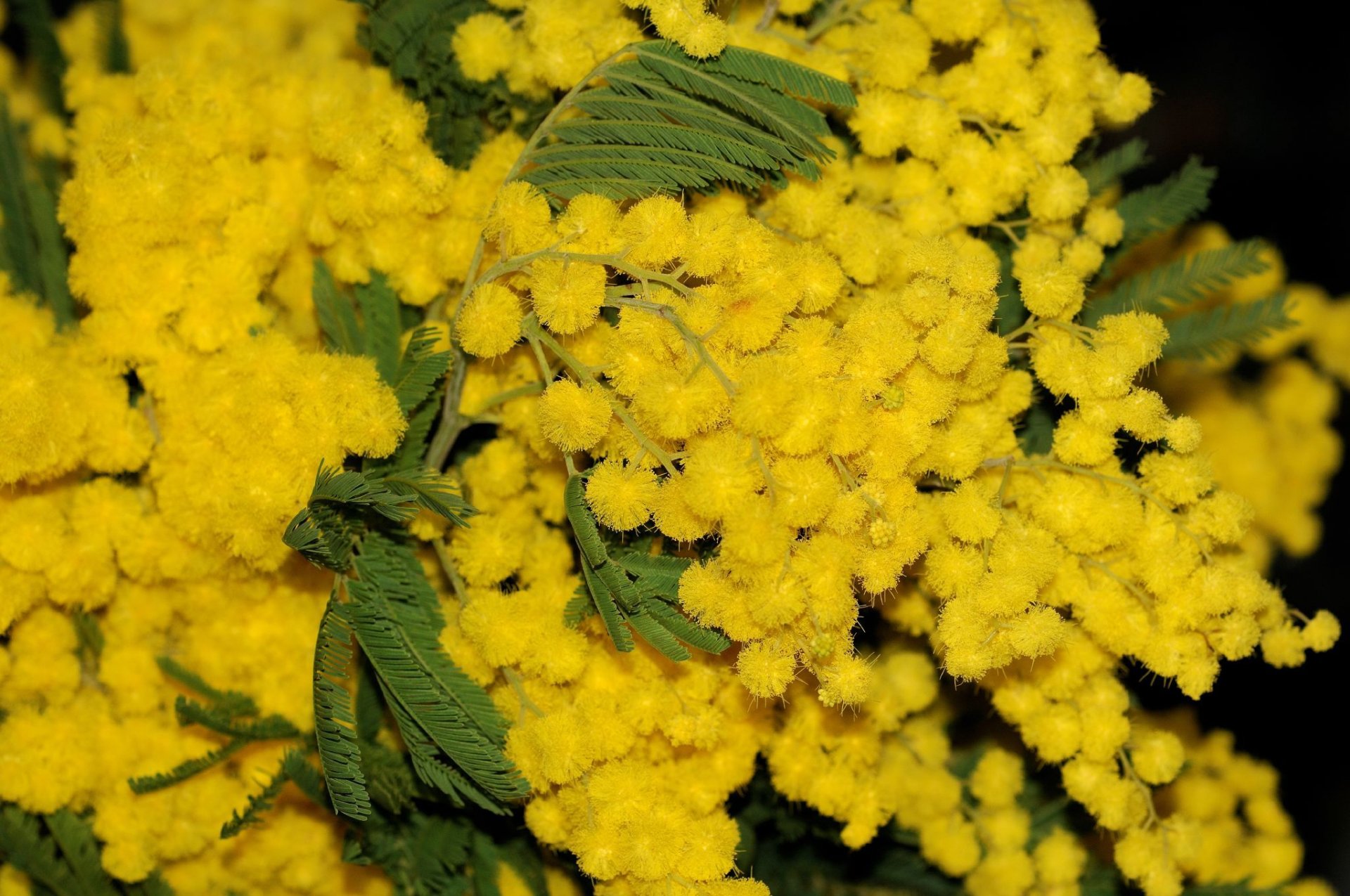 blumen mimosen blätter tapete