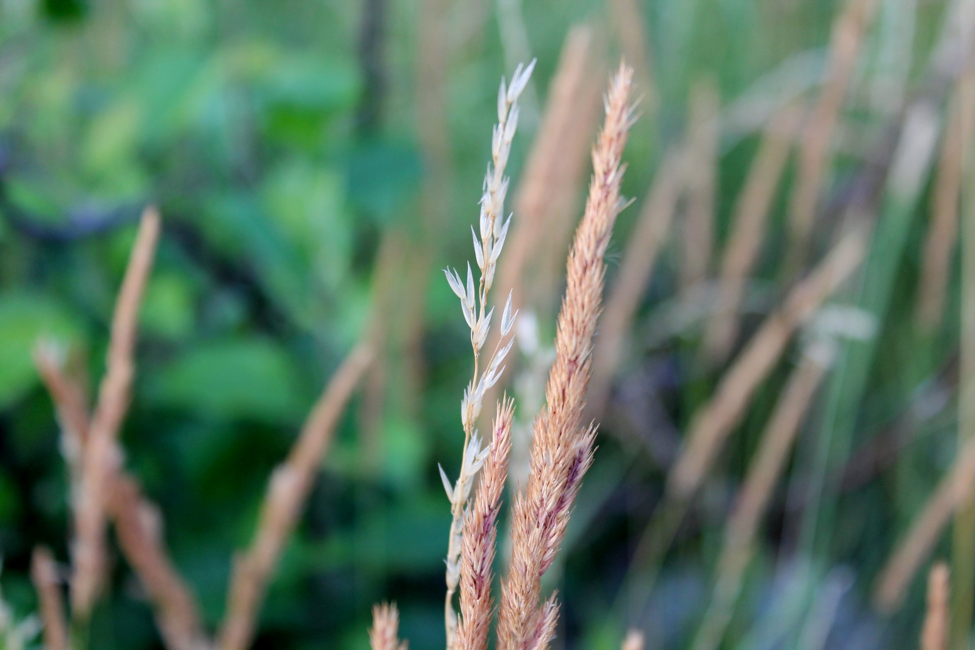 nature plants macro background stem ears plant flower flower