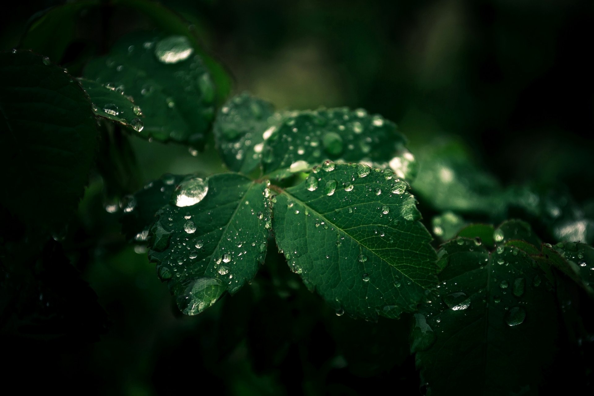 feuilles vert gouttes gouttelettes nature gros plan