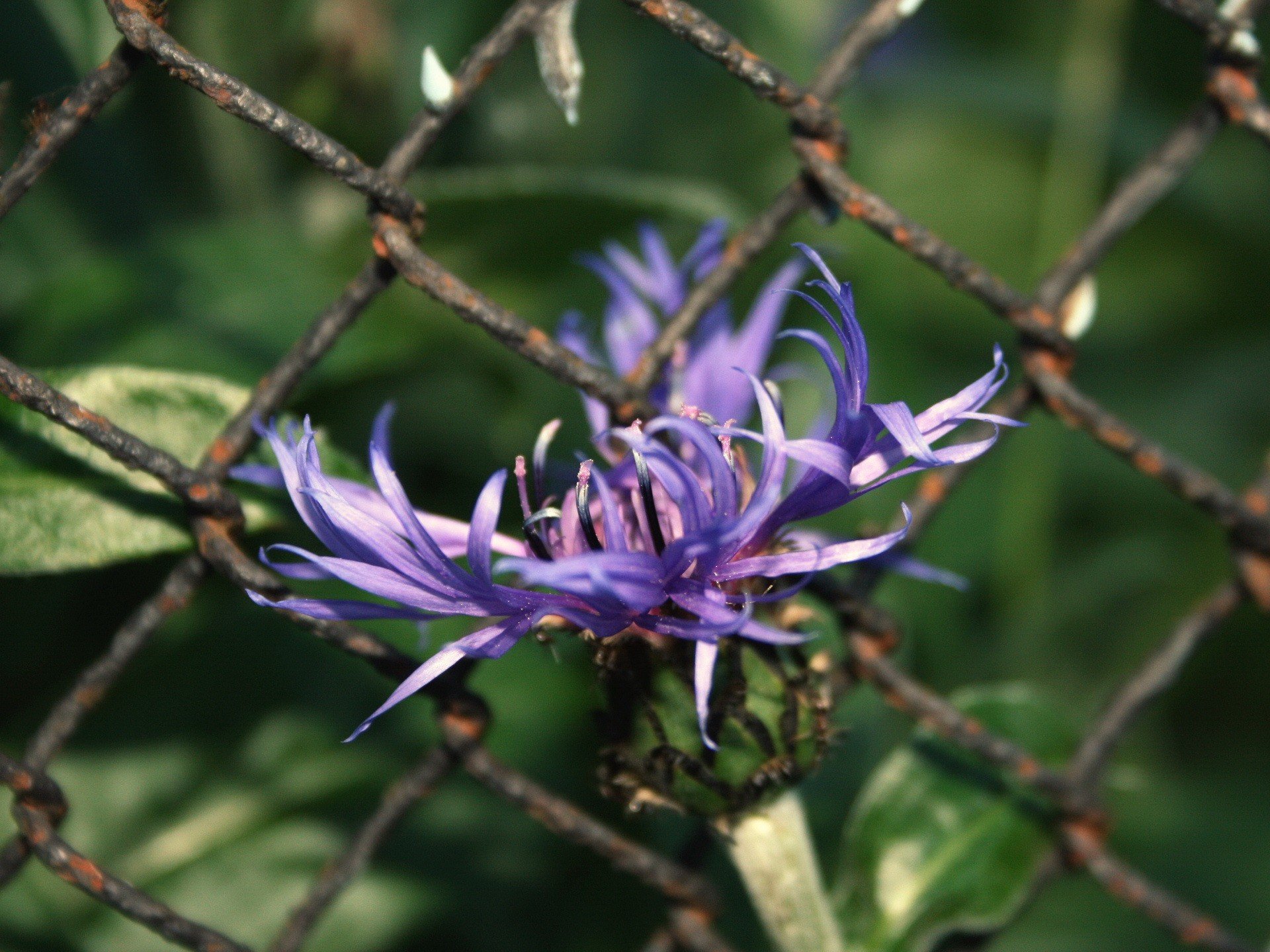 alambre flor lila