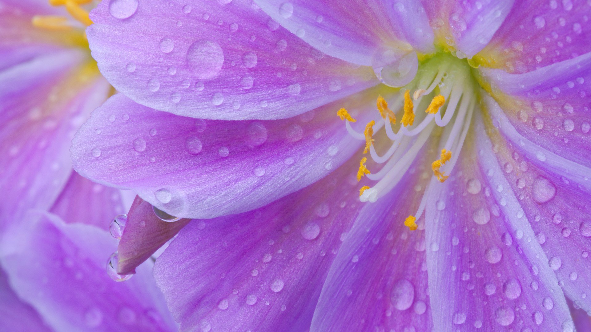 flor pétalos estambres gotas rocío