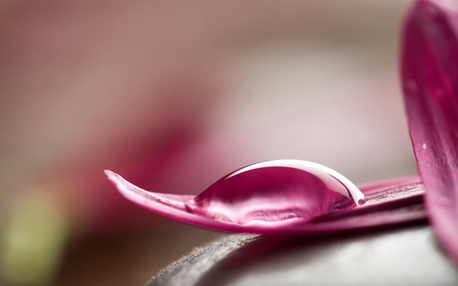 pétalos rosa gota agua macro