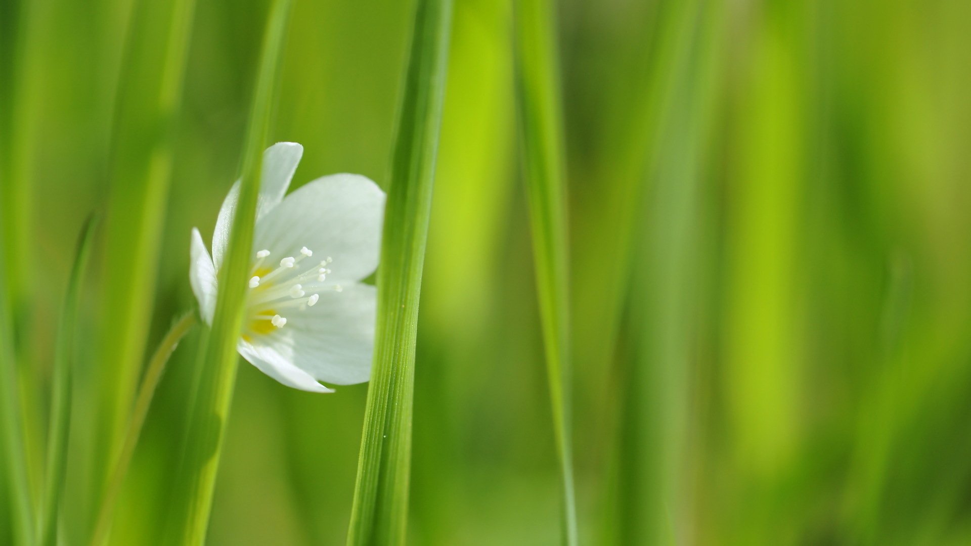 fiore erba bianco macro