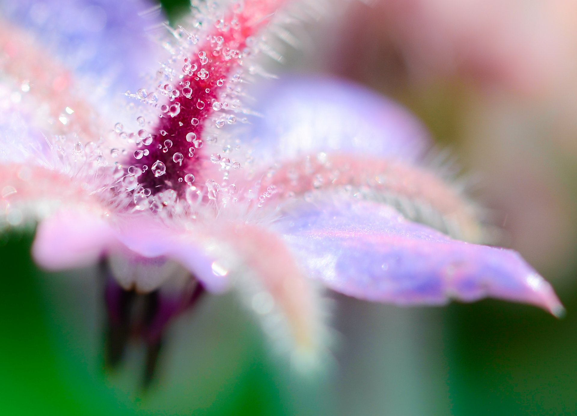 flor rocío macro gotas agua