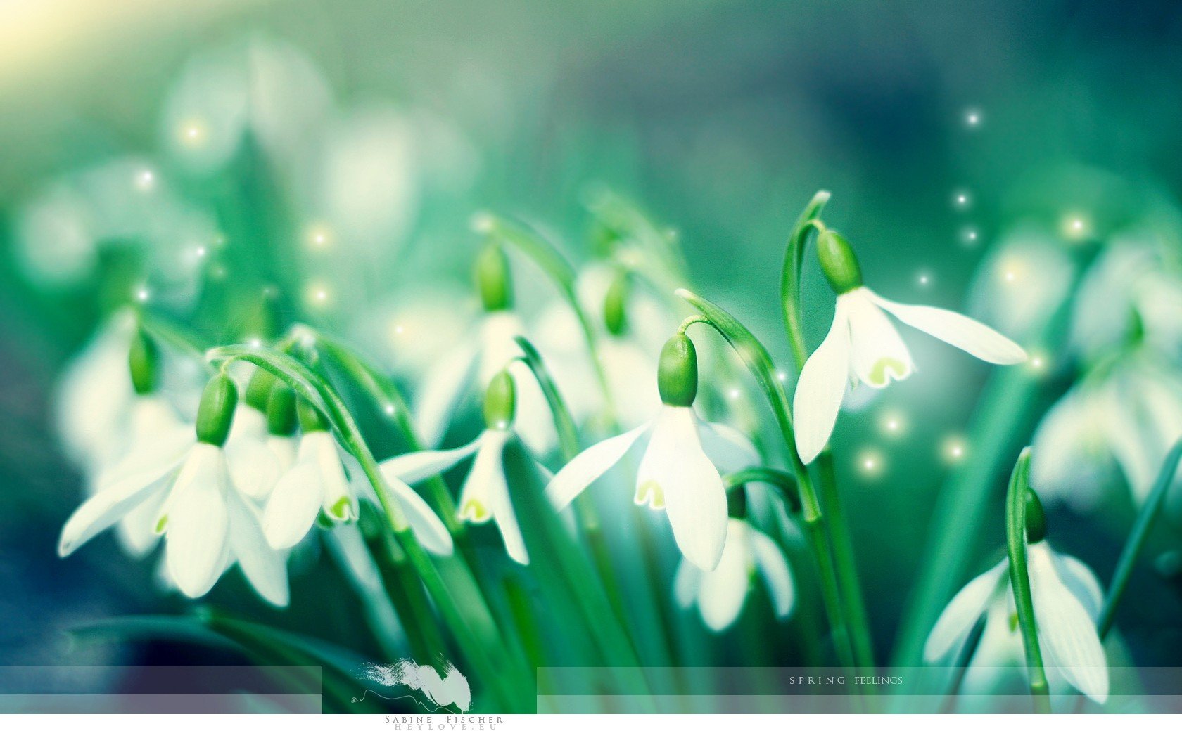 frühling schneeglöckchen grün