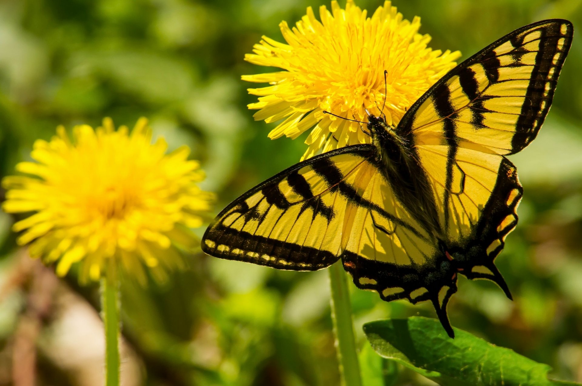 żaglówka motyl mniszek lekarski kwiaty makro