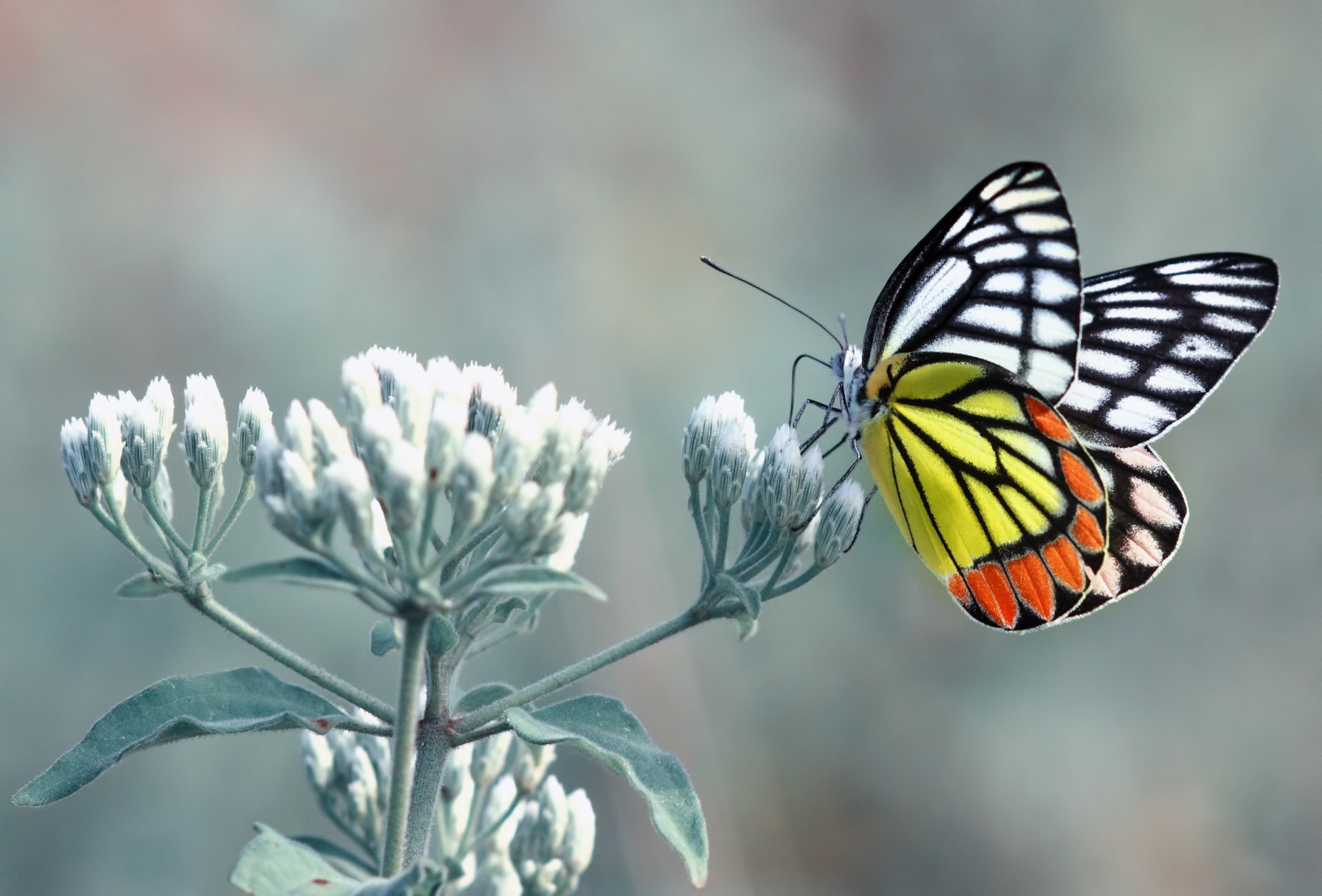 motyl kwiat liście żółty pomarańczowy biały czarny anteny łapy fell