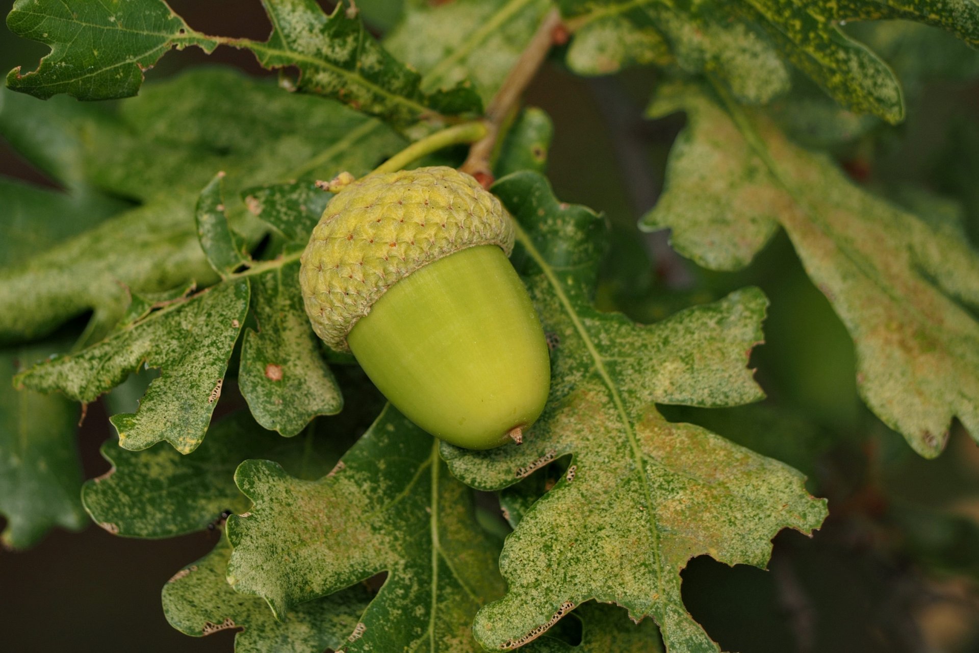 zweig blätter eiche natur makro