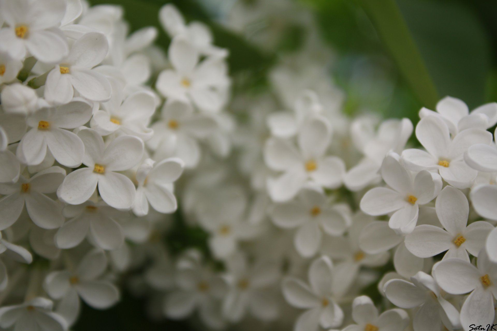 lila blanco flores árbol verano