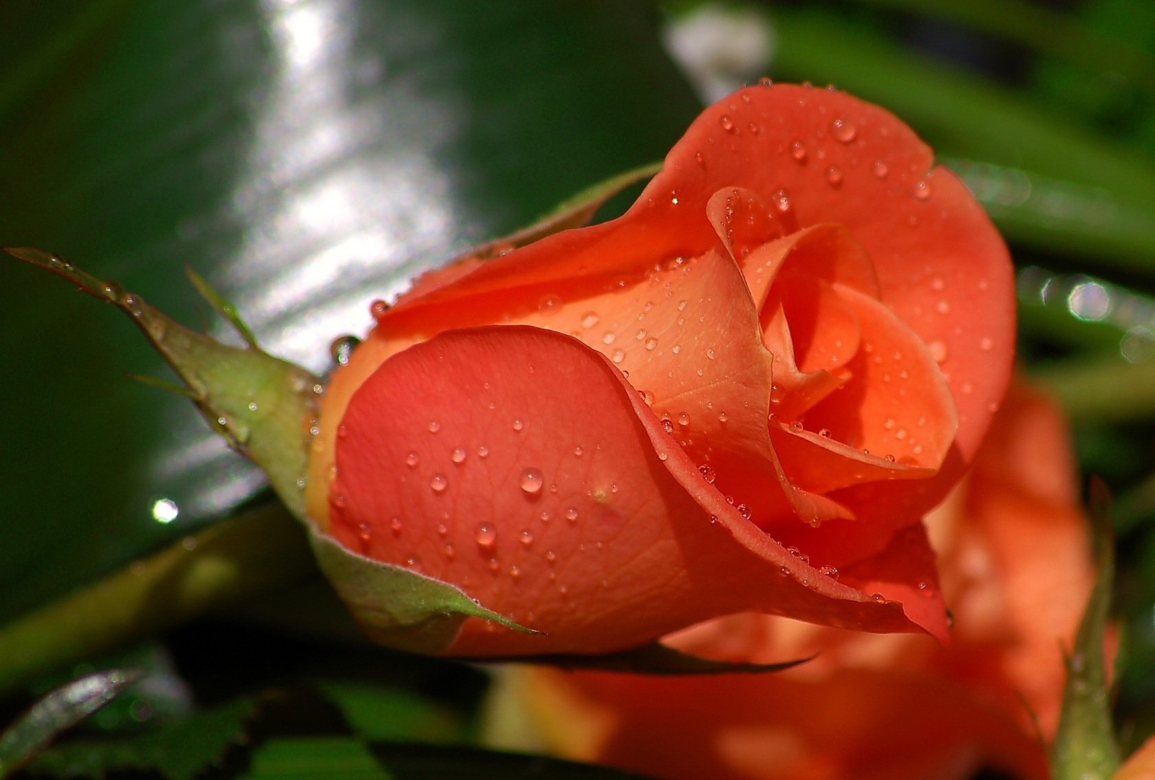 rosa flores brote rocío gotas escarlata