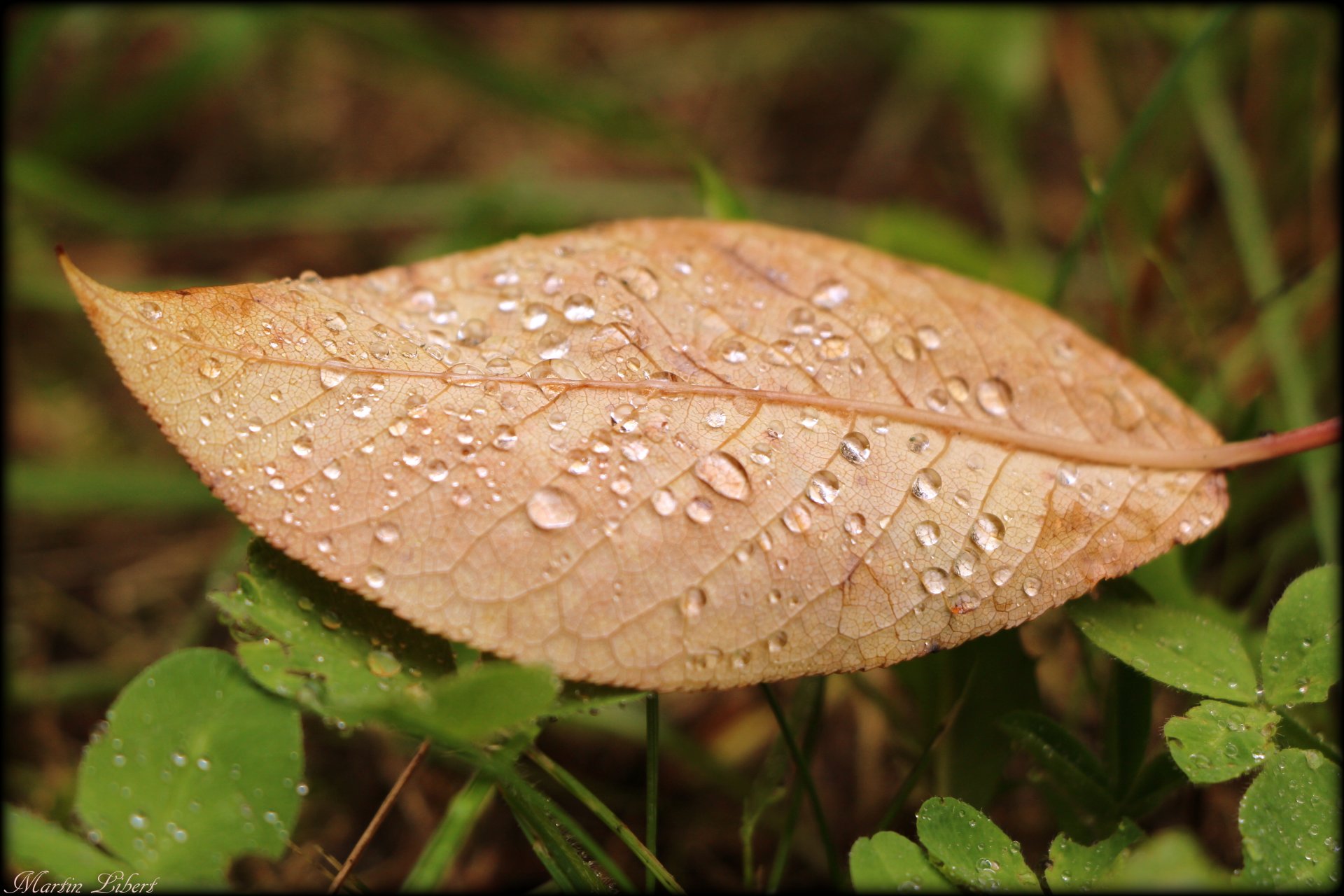 liść rosa jesień trawa