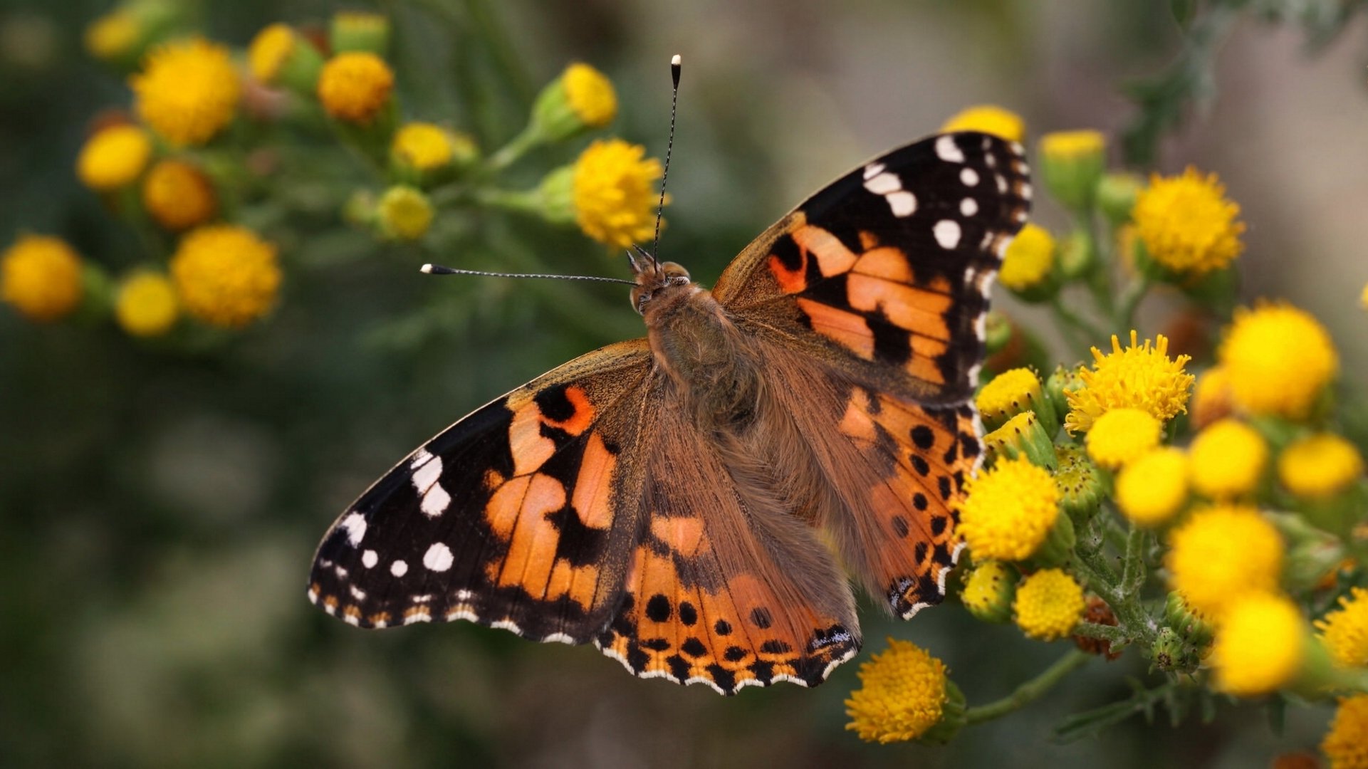 łopian ostropest vanessa ostropest motyl kwiaty makro bokeh