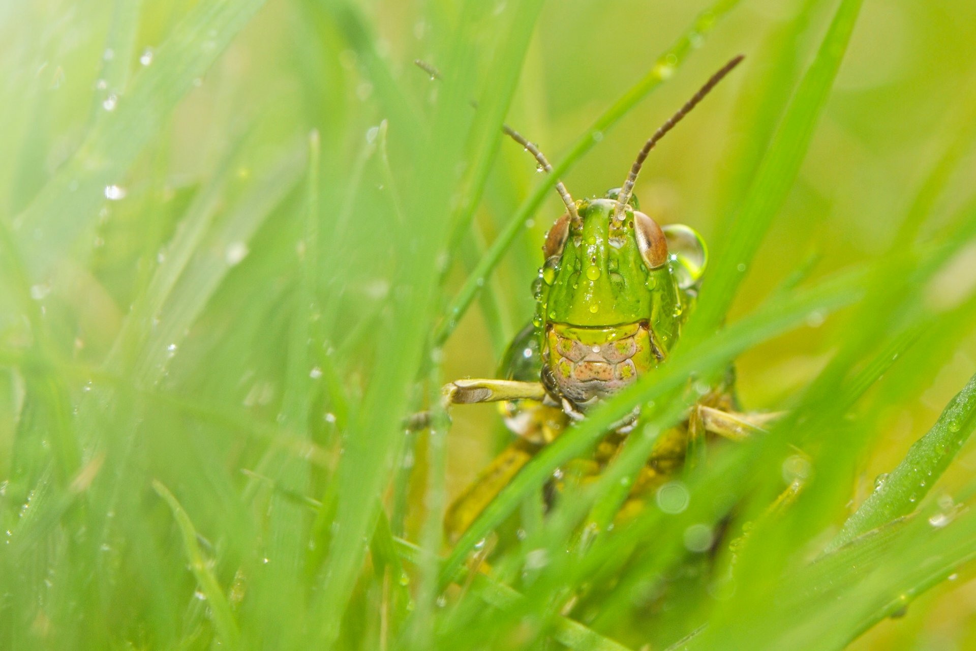 saltamontes insecto hierba rocío macro