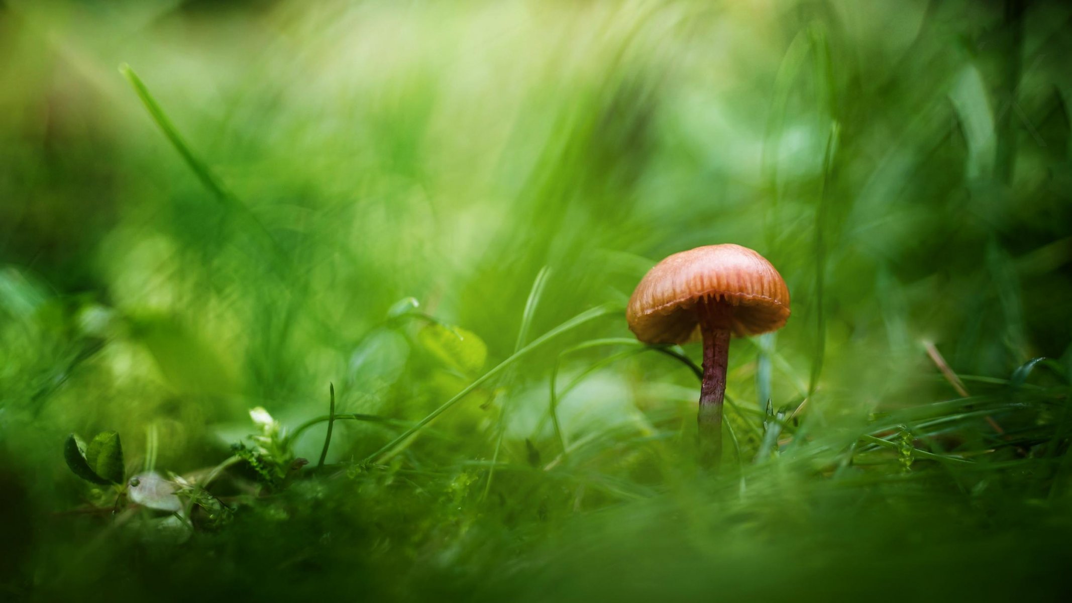 champignon herbe verdure