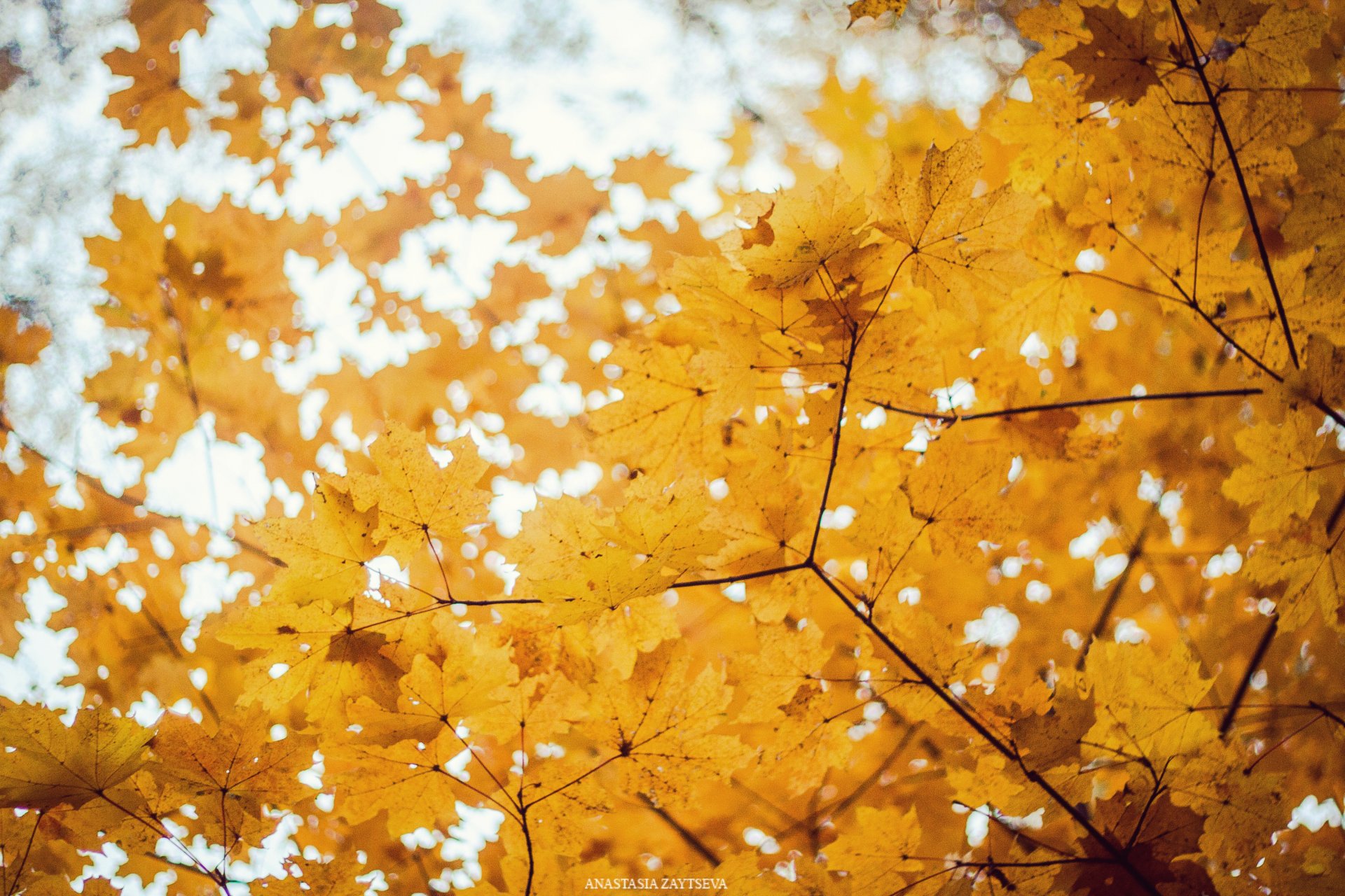 bäume herbst goldener herbst bokeh