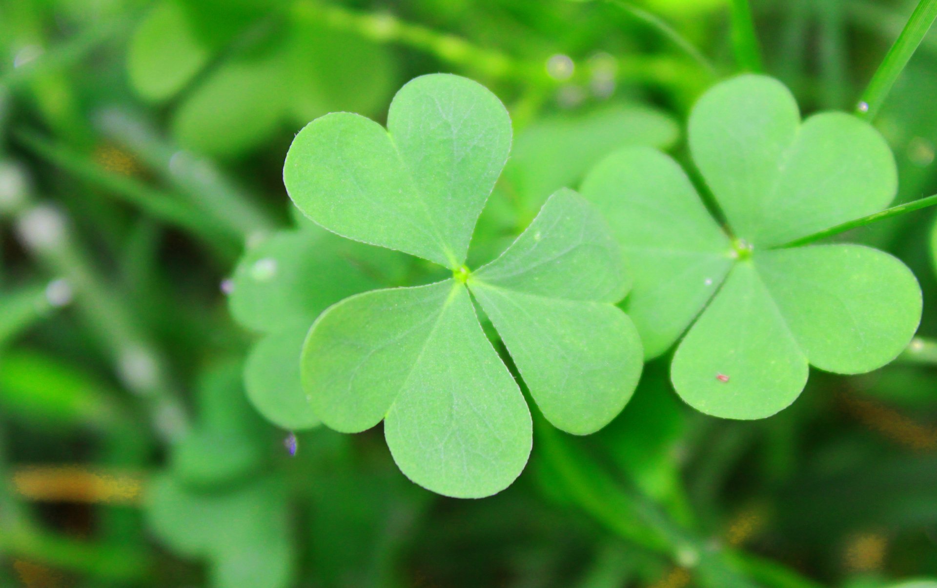 clover shamrock gra