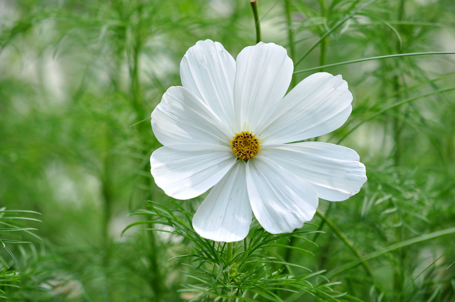 kwiat cosmea płatki zieleń