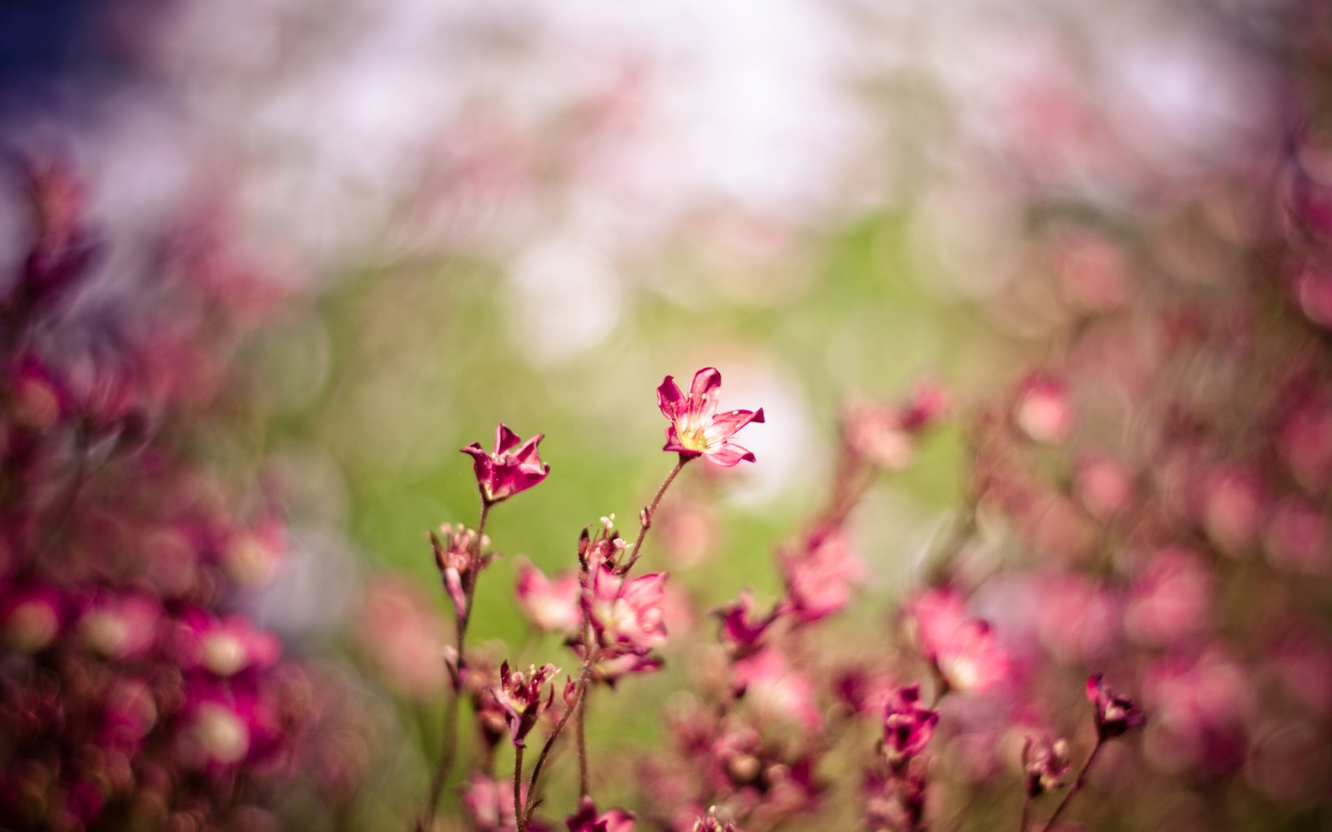 flores viento rosa macro campo naturaleza