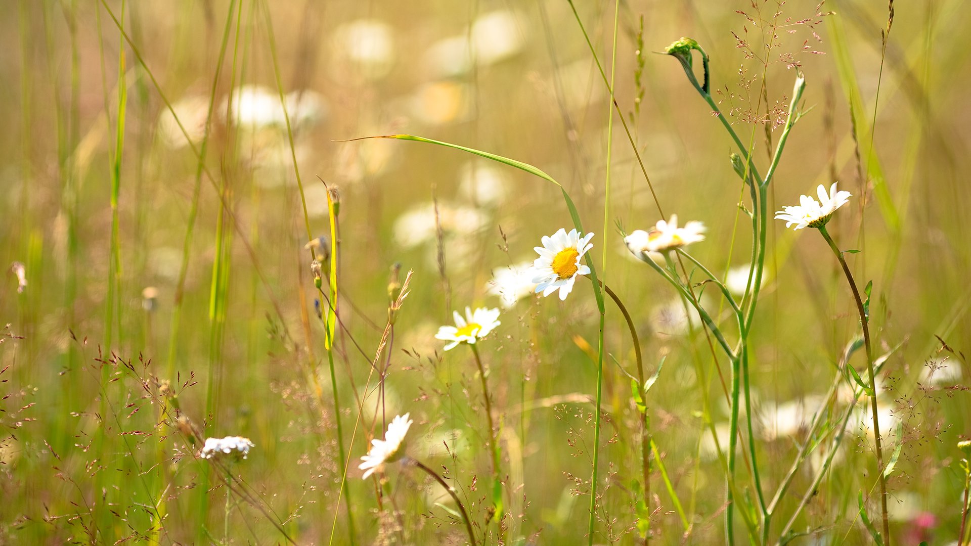 daisy grass solar summer