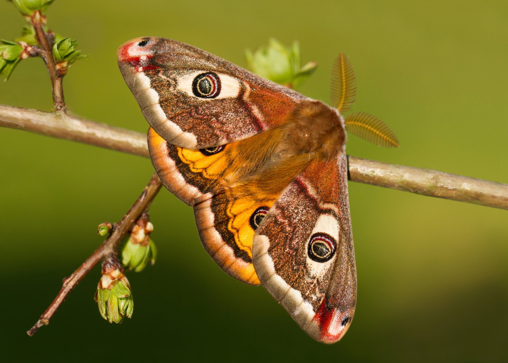 pawie oko małe motyl gałąź pąki makro