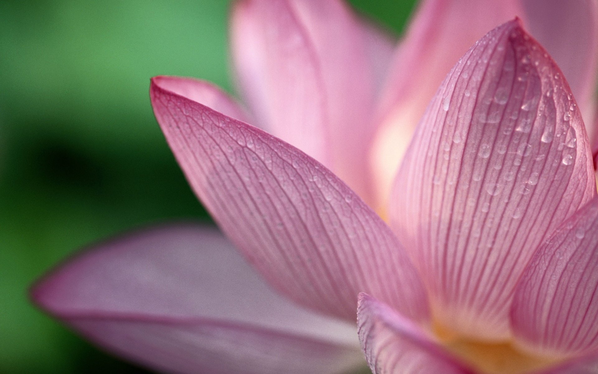 flower drops petal