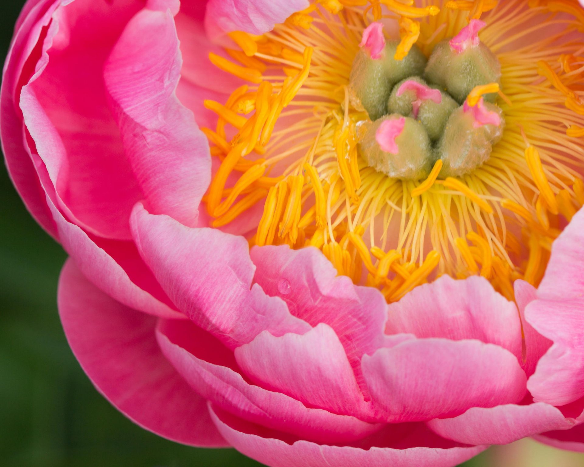 close up flower pink peony plant the core