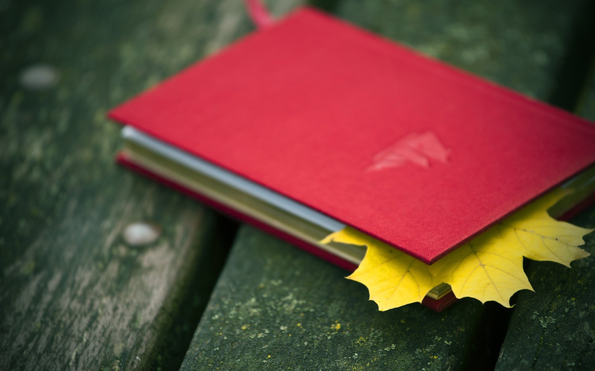 livre.cahier rouge feuille automne feuille pages