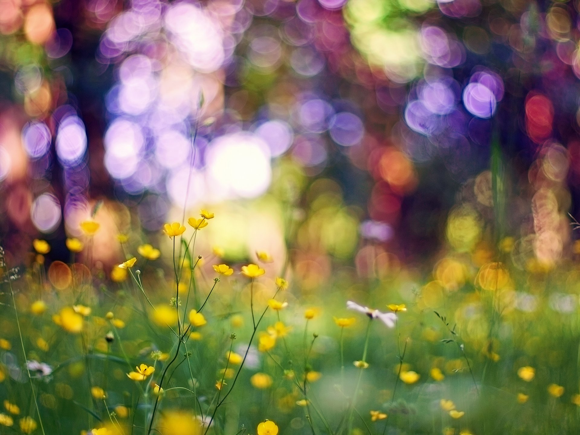 makro blumen gras bokeh blendung