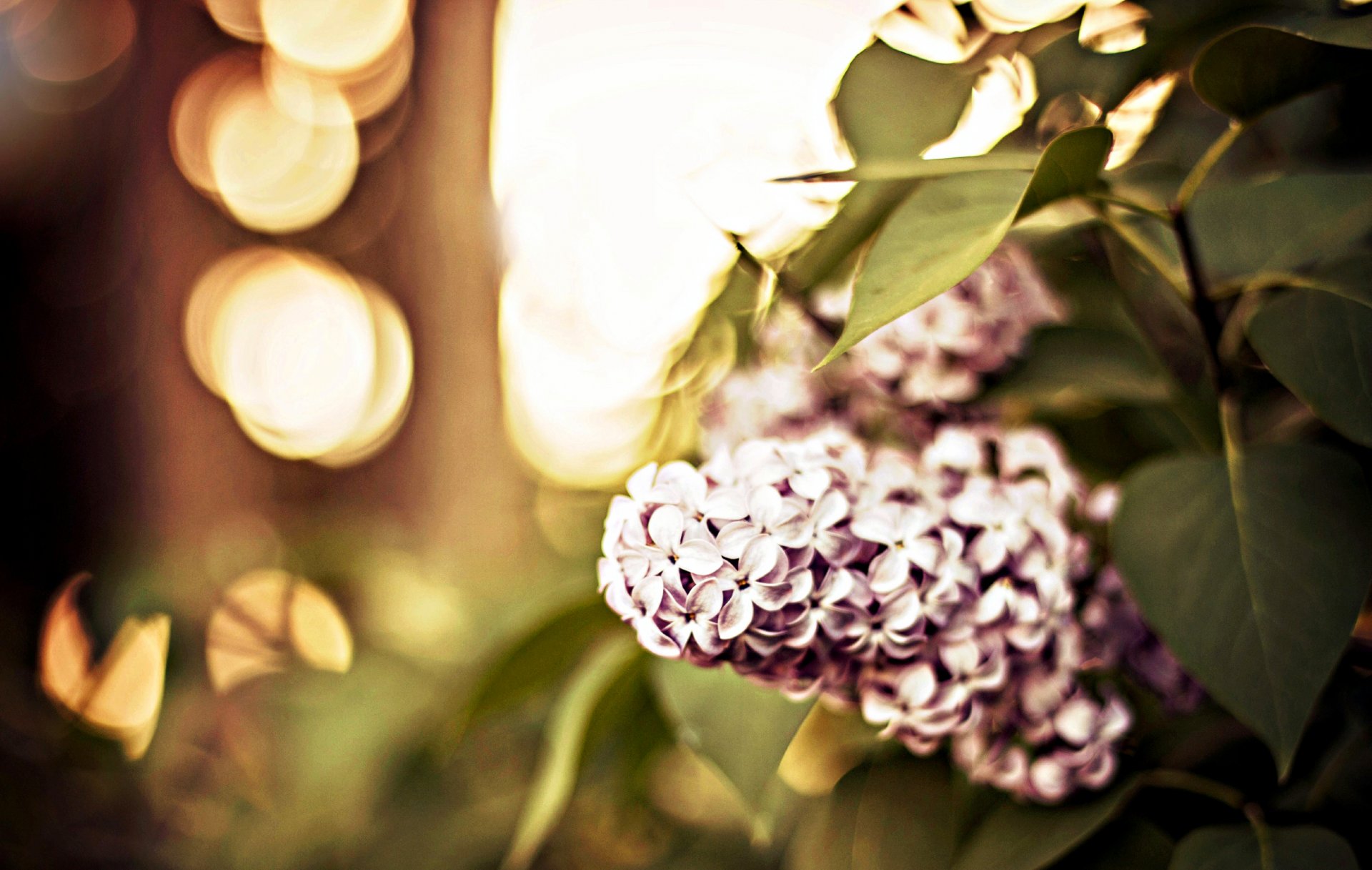 lilas branche feuilles gros plan bokeh nature