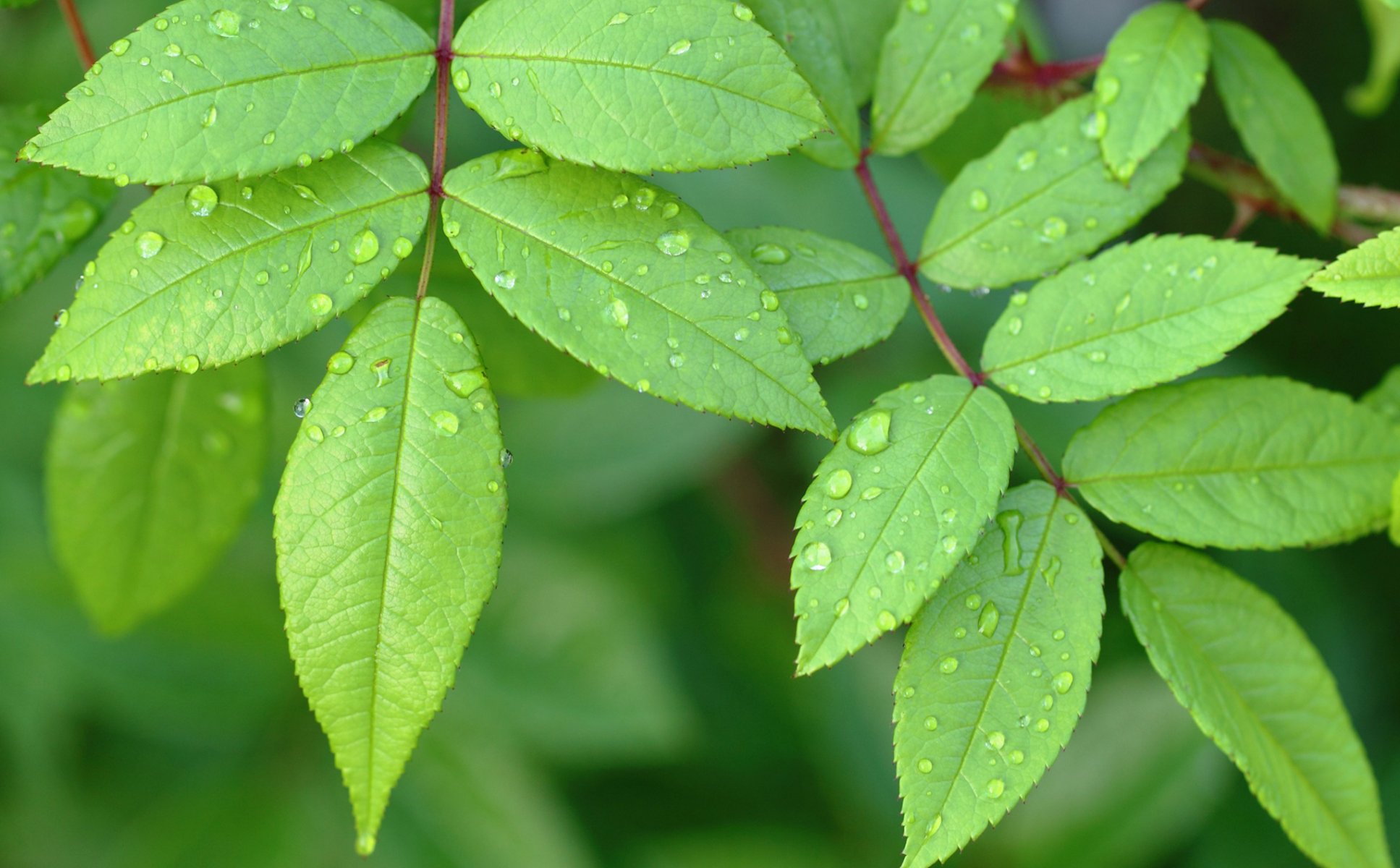 leaves branch drops rosa water