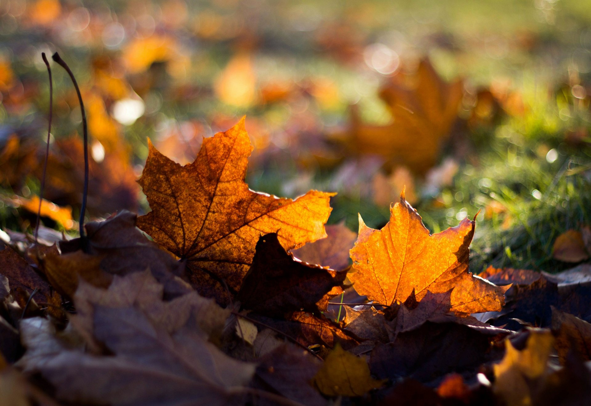 feuilles érable automne herbe