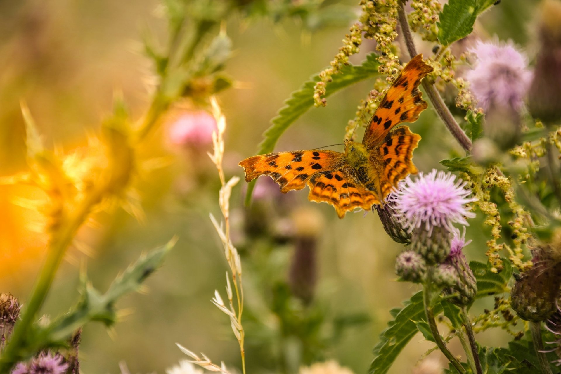 butterfly grass close up