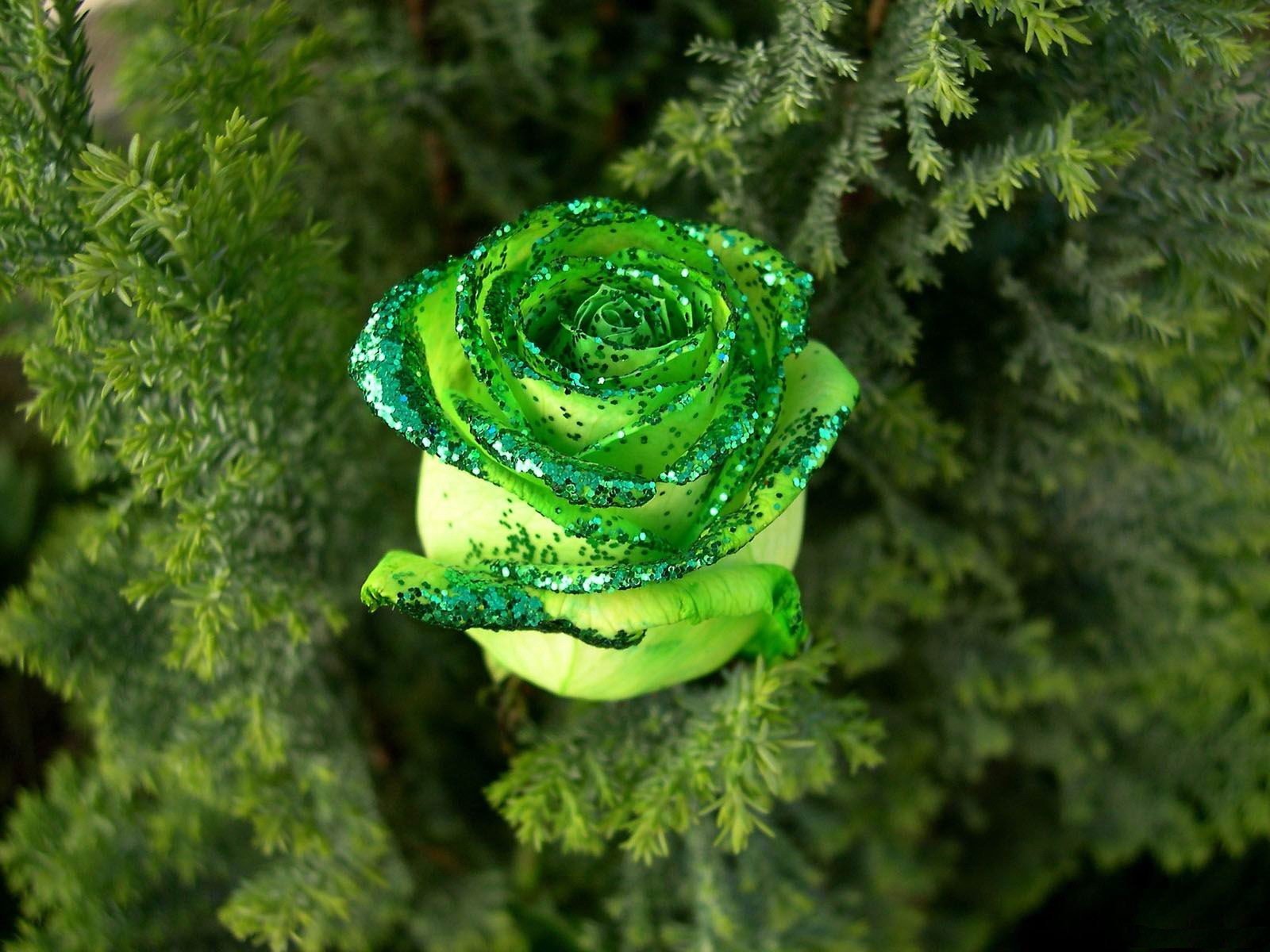Блестящая зеленая роза в хвое - обои на телефон.