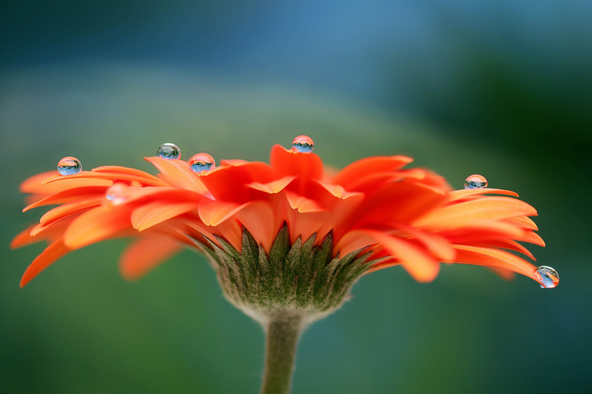 kwiat gerbera płatki krople rosa woda