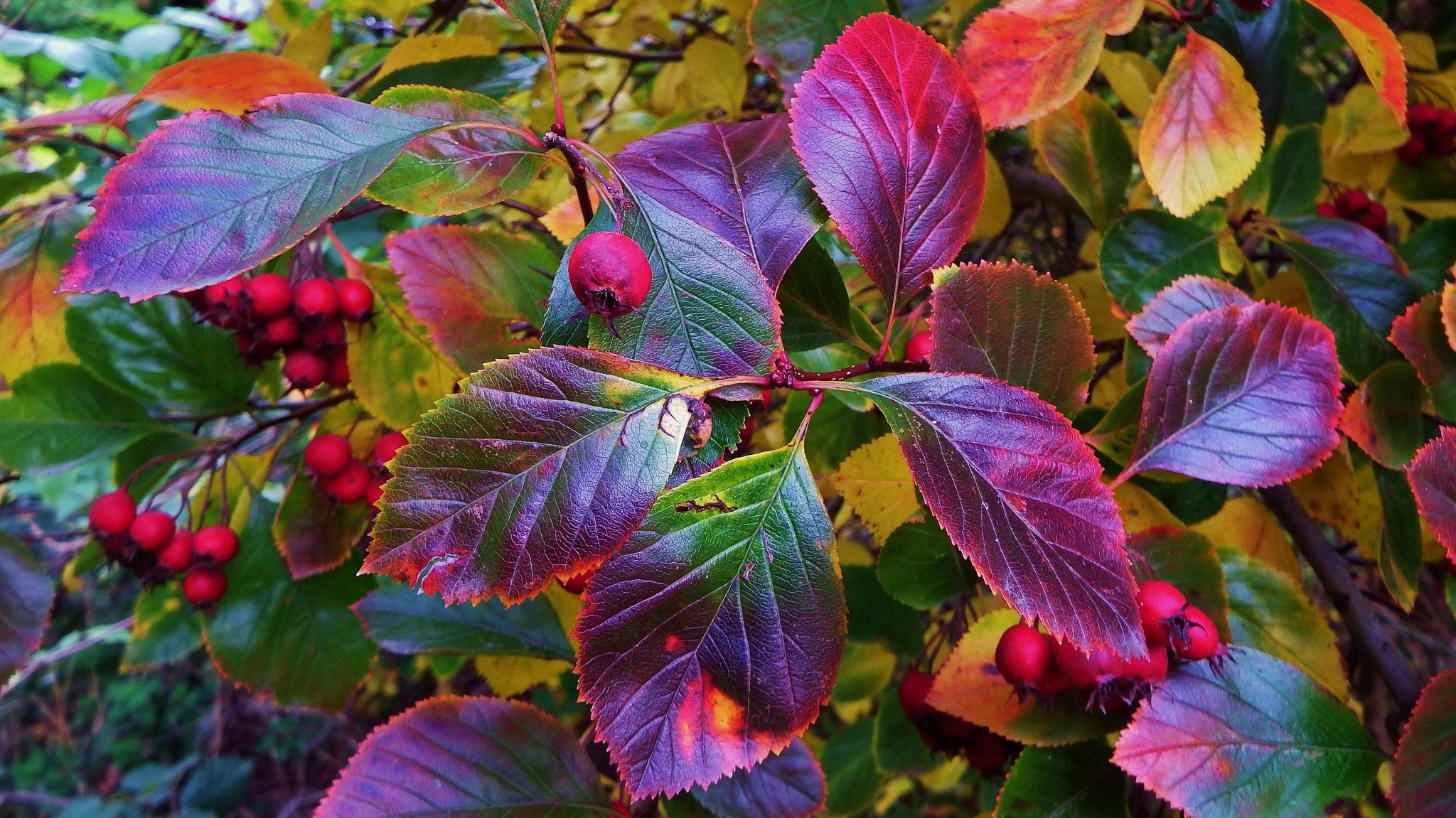 buisson feuilles fruits plante nature automne