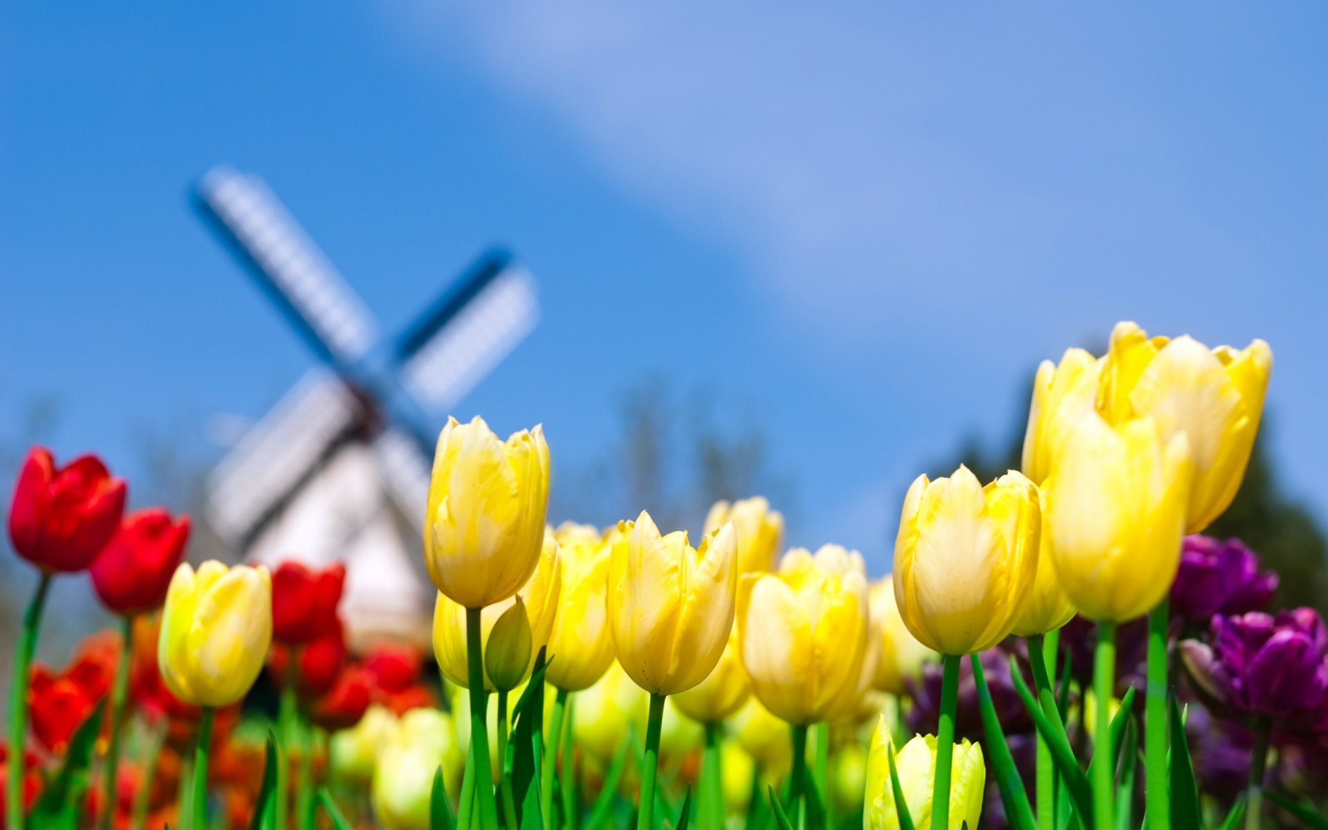 tulips mill yellow sky