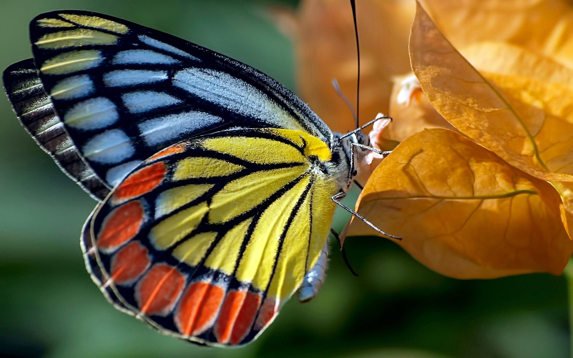 butterfly leaves moth autumn nature color paint