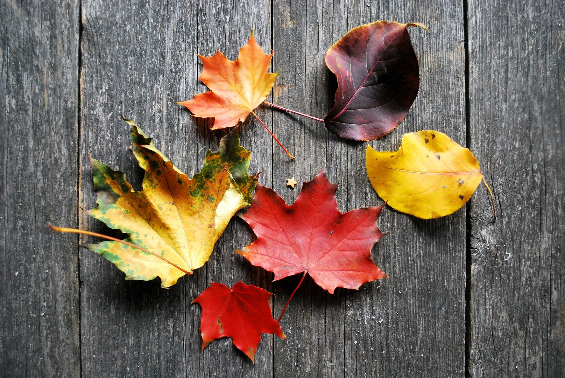 leaves yellow maroon purple orange tree board autumn