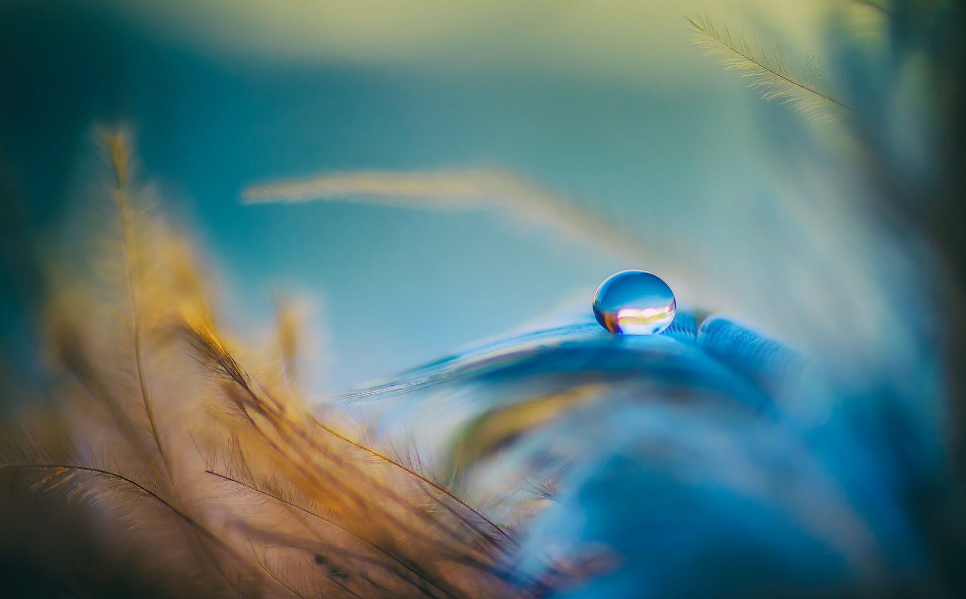 droplet feathers blue orange water