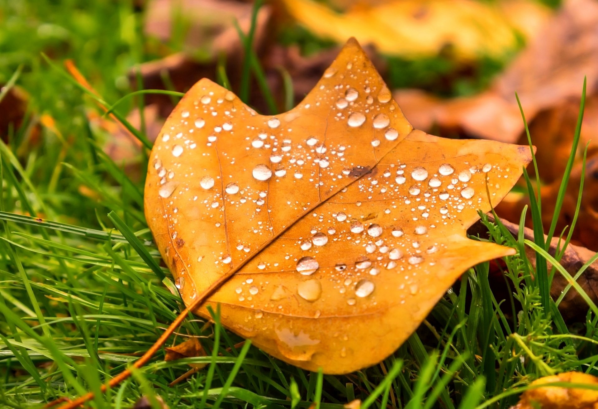 liść krople trawa natura jesień makro