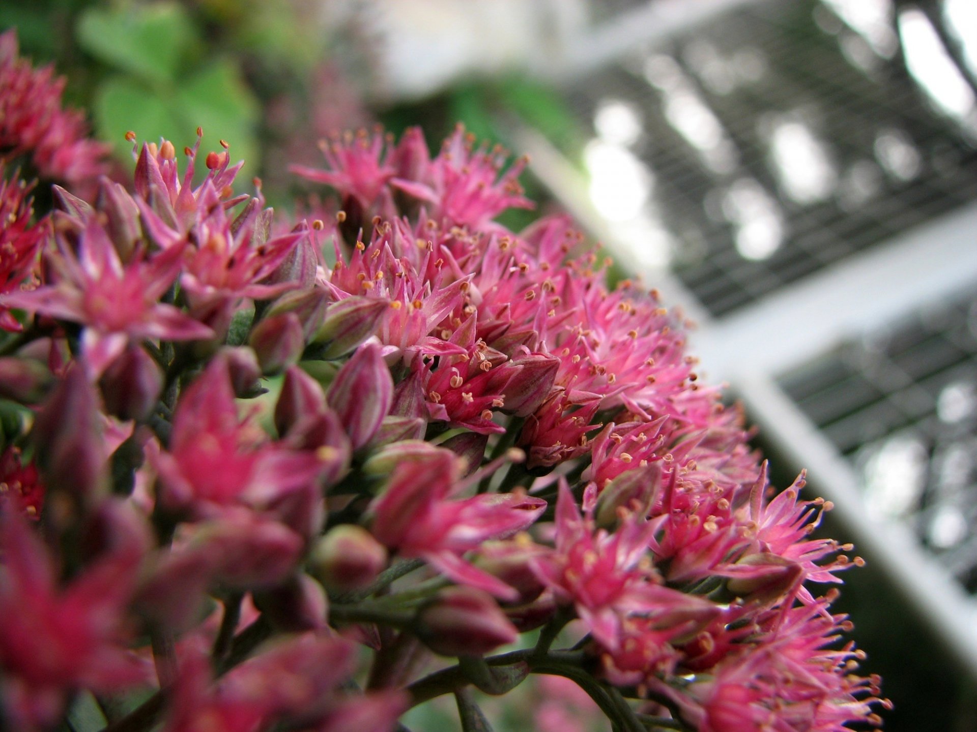 flower close up close-up