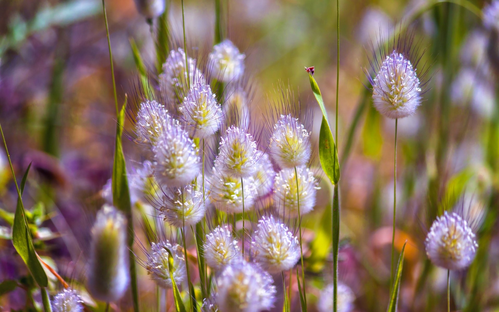 prado hojas de hierba naturaleza macro