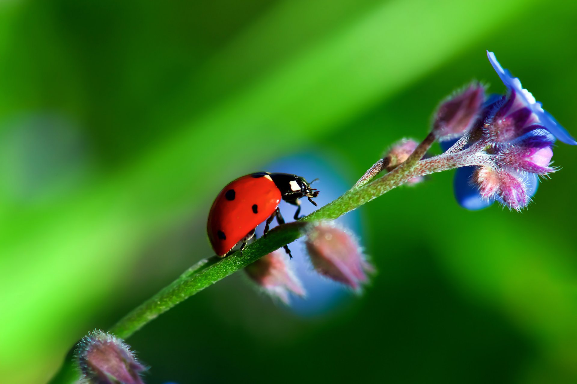 fiore gambo pianta insetto scarabeo coccinella natura